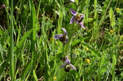 <i>Ophrys apifera</i>