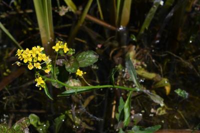 <i>Rorippa amphibia</i>