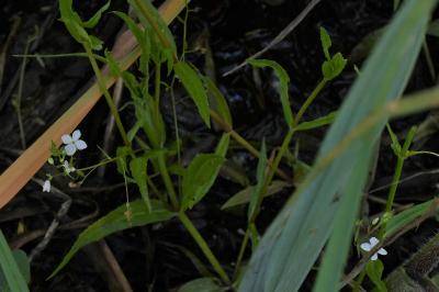 <i>Veronica anagallis-aquatica</i>