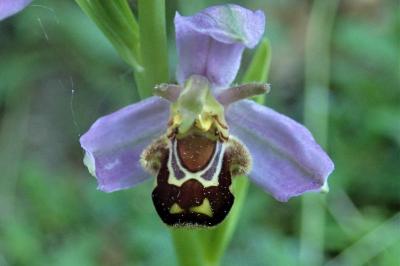 <i>Ophrys apifera</i>