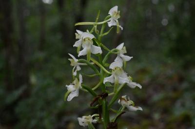 <i>Platanthera chlorantha</i>
