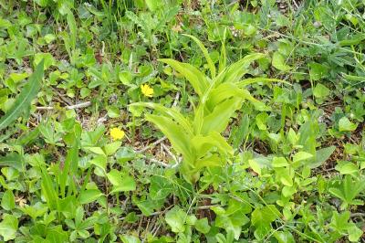 <i>Epipactis helleborine</i>