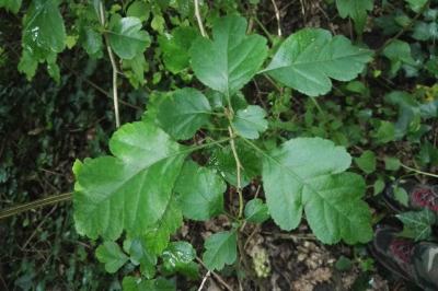<i>Crataegus laevigata</i>