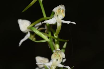 <i>Platanthera chlorantha</i>