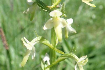 <i>Platanthera chlorantha</i>