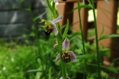 <i>Ophrys apifera</i>