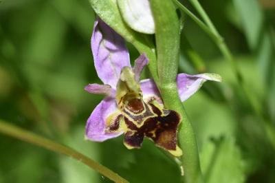 <i>Ophrys apifera</i>