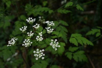 <i>Chaerophyllum temulum</i>