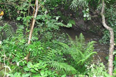 <i>Dryopteris filix-mas</i>