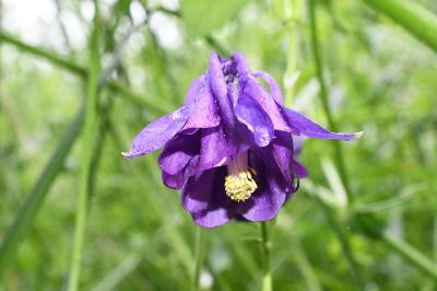 <i>Aquilegia vulgaris</i>