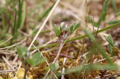 <i>Trifolium scabrum</i>