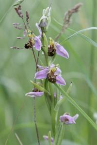 <i>Ophrys apifera</i>