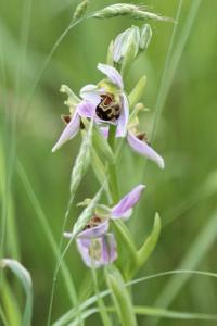 <i>Ophrys apifera</i>