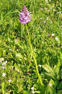 <i>Anacamptis pyramidalis</i>