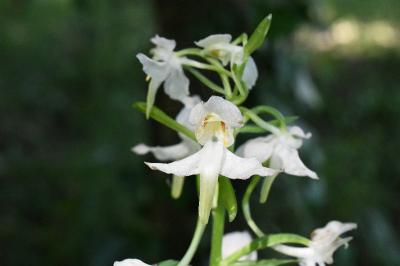 <i>Platanthera chlorantha</i>