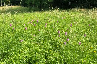 <i>Anacamptis pyramidalis</i>