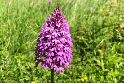 <i>Anacamptis pyramidalis</i>