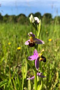 <i>Ophrys apifera</i>