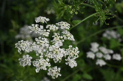 <i>Chaerophyllum temulum</i>