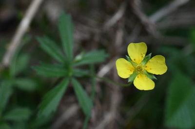 <i>Potentilla erecta</i>