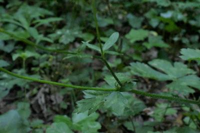 <i>Ranunculus acris subsp. friesianus</i>