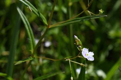 <i>Veronica scutellata</i>