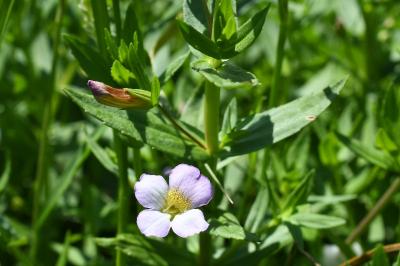 <i>Gratiola officinalis</i>