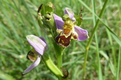 <i>Ophrys apifera</i>