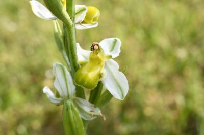 <i>Ophrys apifera</i>