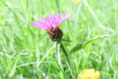 <i>Centaurea jacea</i>