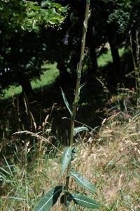 <i>Lactuca virosa</i>