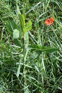 <i>Lactuca virosa</i>