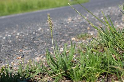 <i>Plantago coronopus</i>