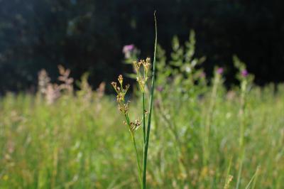 <i>Juncus acutiflorus</i>