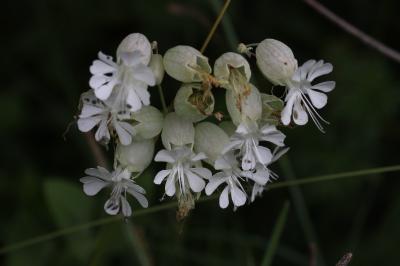 <i>Silene vulgaris</i>