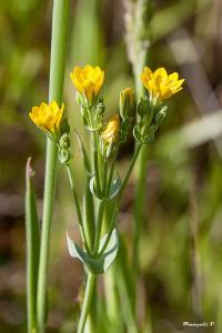 <i>Blackstonia perfoliata</i>