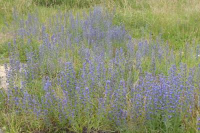 <i>Echium vulgare</i>