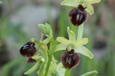 <i>Ophrys aranifera</i>