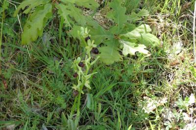 <i>Ophrys aranifera</i>