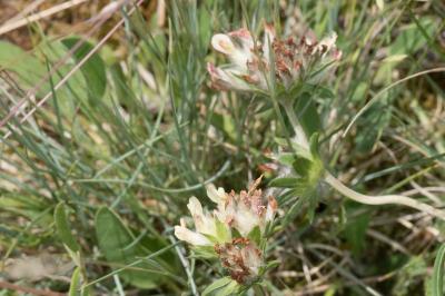 <i>Anthyllis vulneraria</i>