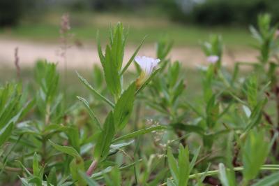 <i>Gratiola officinalis</i>