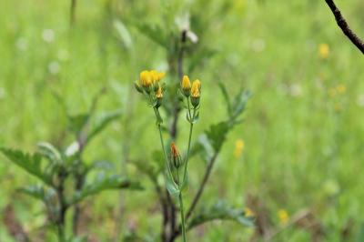 <i>Blackstonia perfoliata</i>