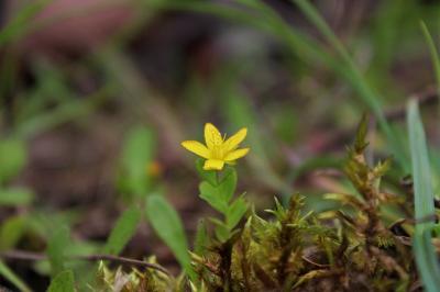 <i>Hypericum humifusum</i>