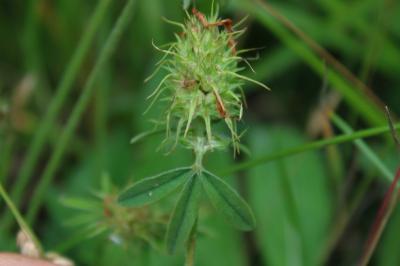 <i>Trifolium ochroleucon</i>