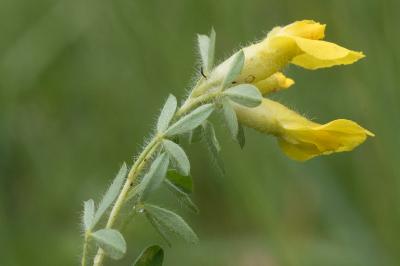 <i>Cytisus lotoides</i>