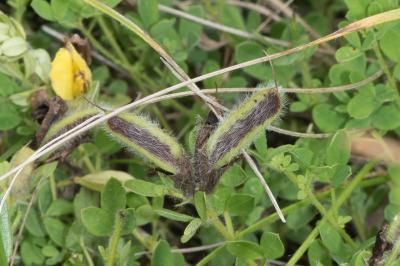 <i>Cytisus lotoides</i>