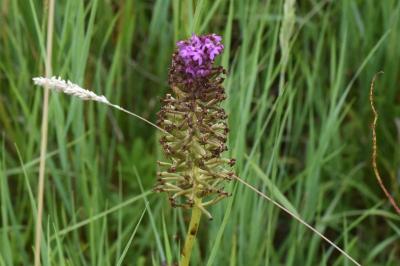 <i>Anacamptis pyramidalis</i>
