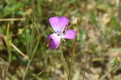 <i>Agrostemma githago</i>