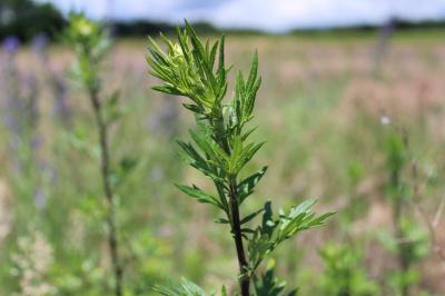 <i>Artemisia vulgaris</i>