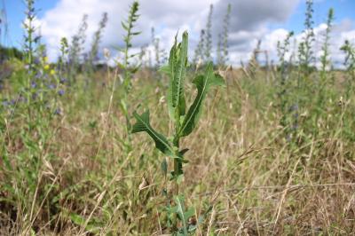 <i>Lactuca serriola</i>